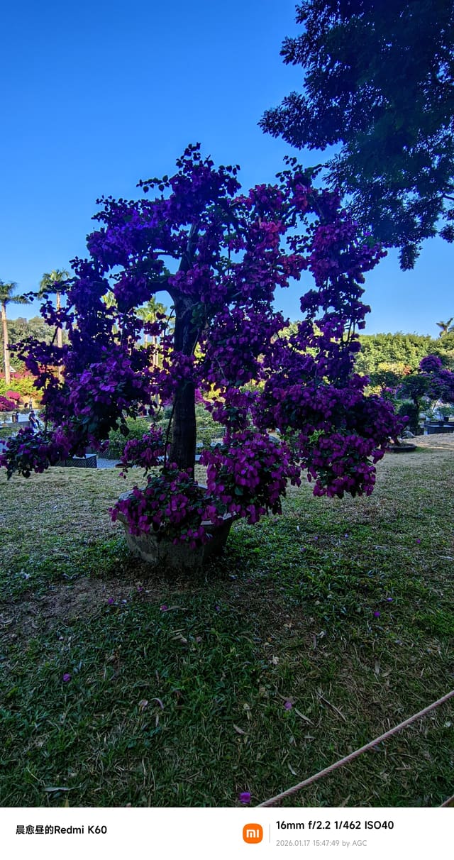 莲花山照片 2026-01-17 15:47:49