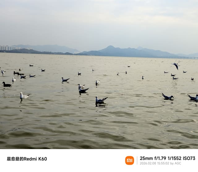 深圳湾照片 2026-02-08 15:55:02