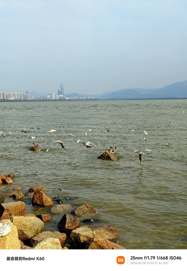 深圳湾照片 2026-02-08 16:03:21