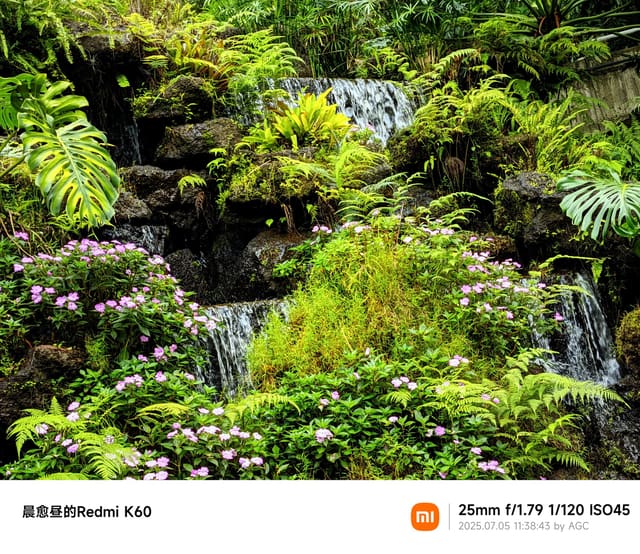 仙湖植物园照片 2025-07-05 11:38:43