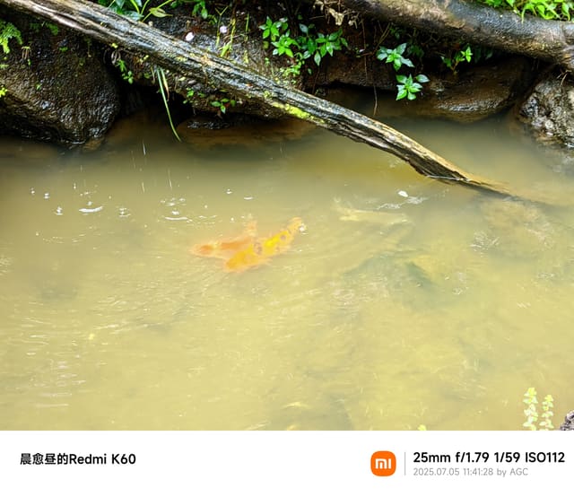 仙湖植物园照片 2025-07-05 11:41:28