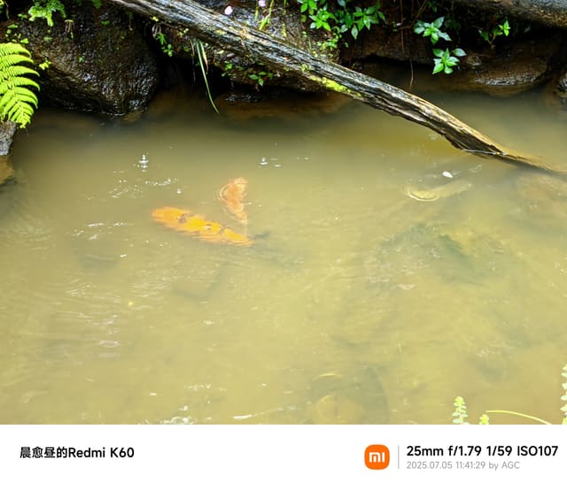 仙湖植物园照片 2025-07-05 11:41:29