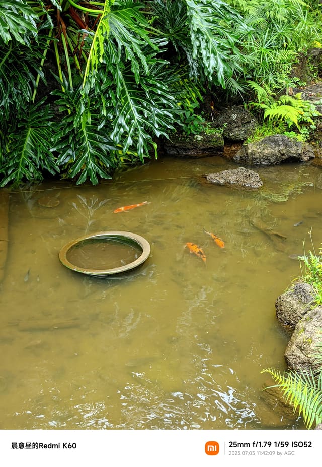 仙湖植物园照片 2025-07-05 11:42:09