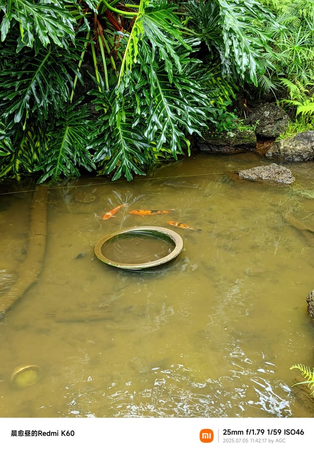 仙湖植物园照片 2025-07-05 11:42:17