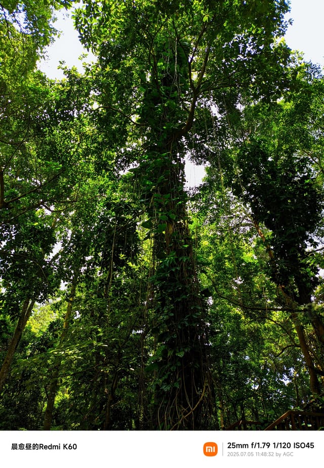 仙湖植物园照片 2025-07-05 11:48:32