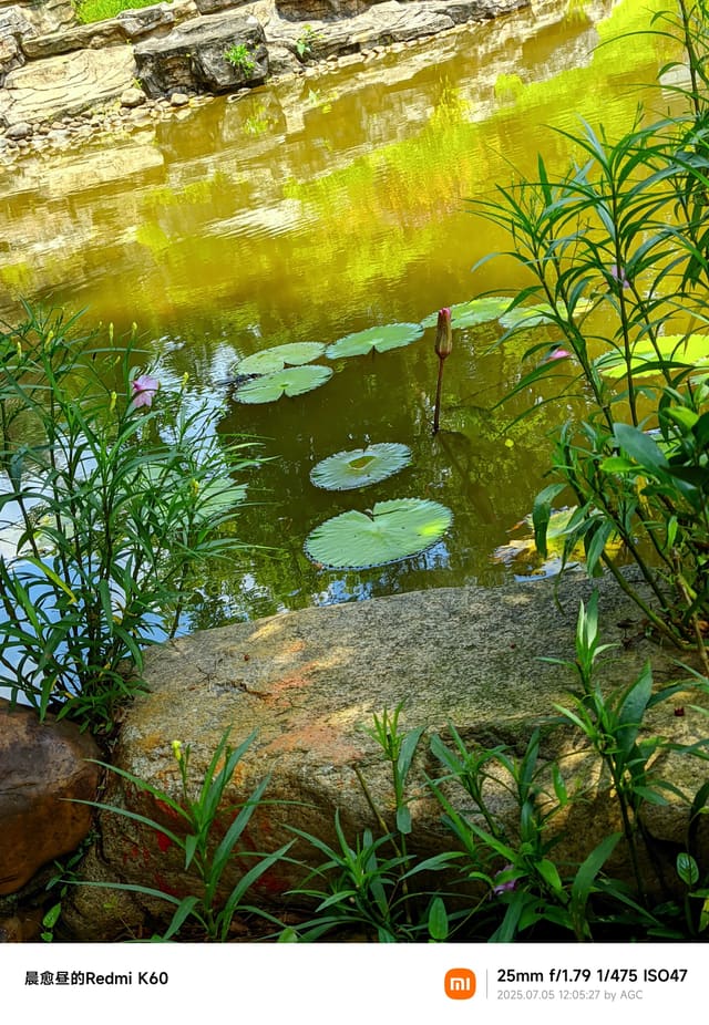 仙湖植物园照片 2025-07-05 12:05:27