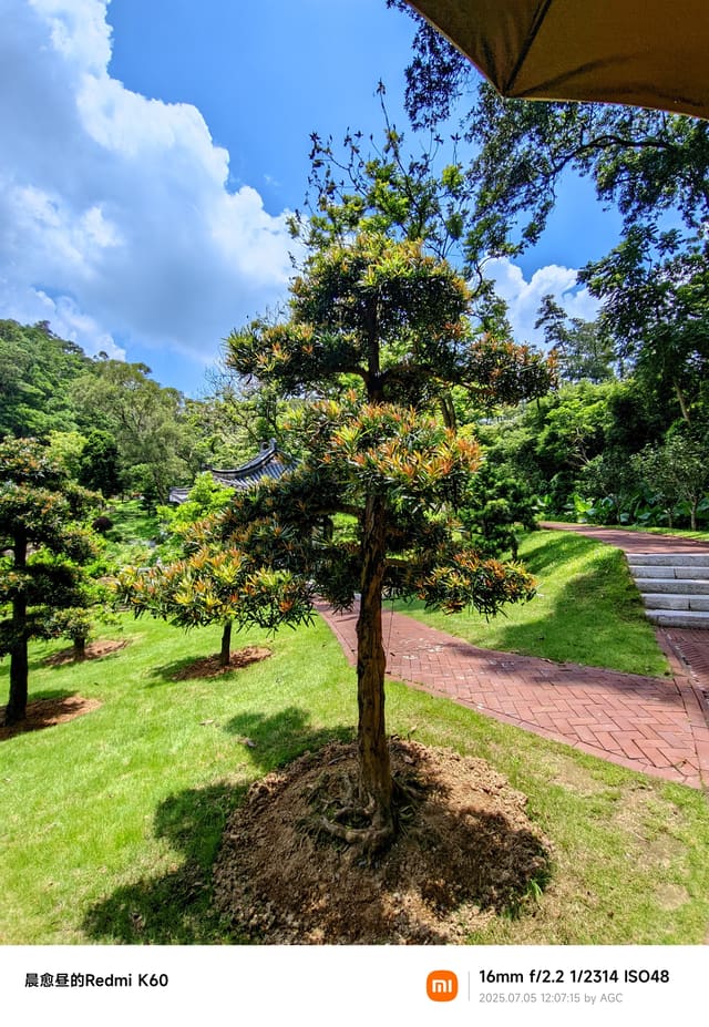 仙湖植物园照片 2025-07-05 12:07:15