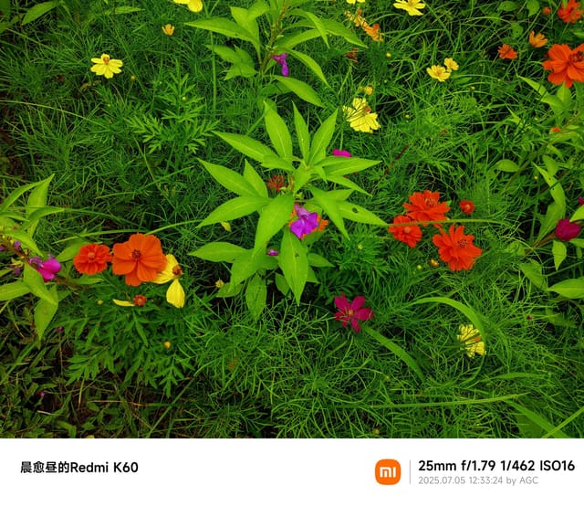 仙湖植物园照片 2025-07-05 12:33:24