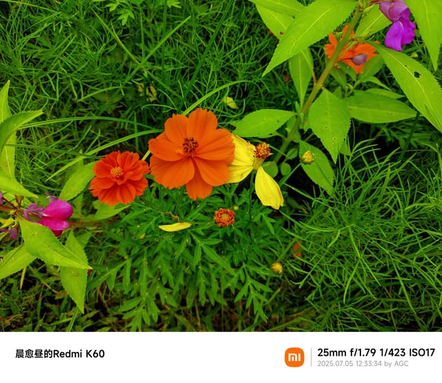 仙湖植物园照片 2025-07-05 12:33:34