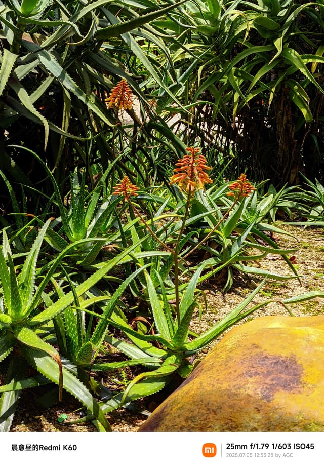 仙湖植物园照片 2025-07-05 12:53:28