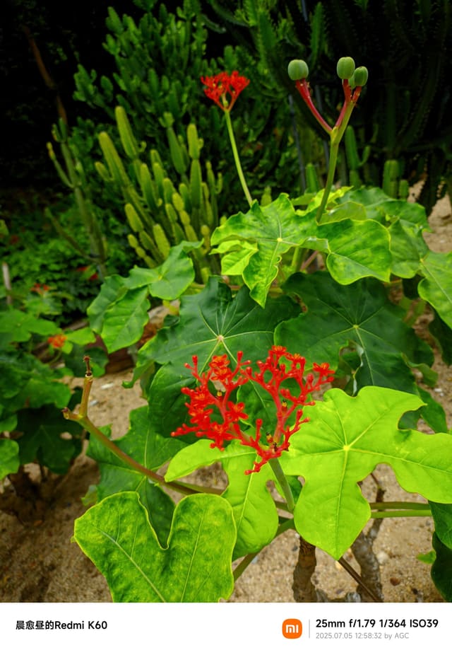 仙湖植物园照片 2025-07-05 12:58:32