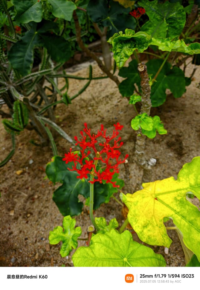 仙湖植物园照片 2025-07-05 12:58:43