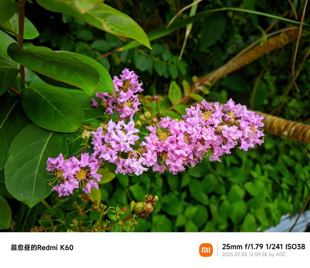 仙湖植物园照片 2025-07-05 12:59:28