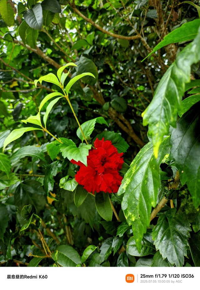 仙湖植物园照片 2025-07-05 13:00:05